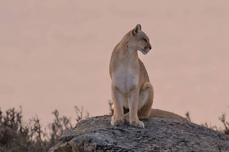A mountain lion sits alert on a rocky outcrop at sunset.