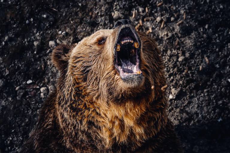 Close-up of a roaring brown bear showing its teeth.